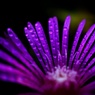 花も着飾る。 
