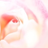 tender heart.