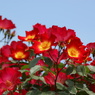薔薇