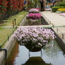 水路の花