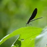 蝶の里公園～ⅴ