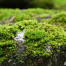 灯籠に張り付く苔たち