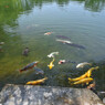 栗林公園にて