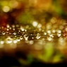 mellow melody.