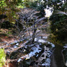 徳川園