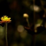 残花。