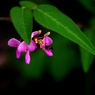 宿り花。