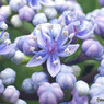 近所の紫陽花