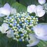 近所の紫陽花