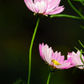 COSMOS　P1470263zz