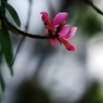 野草 ヤブハギ