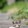 ぴょこ