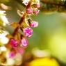 紫蘇の花(シソ)  