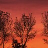 夕日に映える