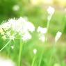 韮花(ニラ)