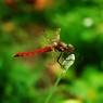 茜蜻蛉
