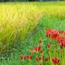 実りの季節がやって来た