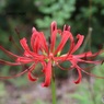 今年の開花は遅い