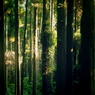 shine in