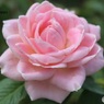 猛暑を耐えた薔薇