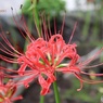 彼岸花