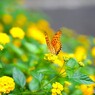 黄色の園の豹紋蝶