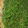 シノブゴケの仲間？
