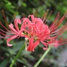 緑道の彼岸花