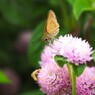 千日紅とチャバネセセリチョウ
