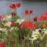 紅白の彼岸花