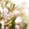 まるで桜のように。