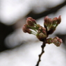 _桜2009