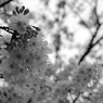 桜2009