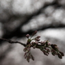桜2009