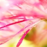 pink＆white