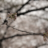 桜2009