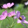 花畑のコスモス
