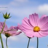 青空にコスモス