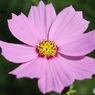 ピンクのコスモス