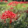 彼岸花