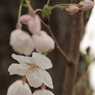 桜2009