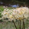 白花曼殊沙華