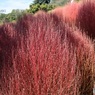 コキアの紅葉