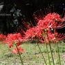公園に咲くヒガンバナ