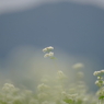 そばの花