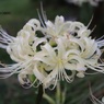 白花増えた気がする