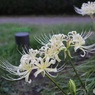 毎年小さな公園で