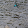野鳥観察日記　カワセミ君＾＾