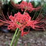 彼岸花