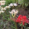紅白の彼岸花